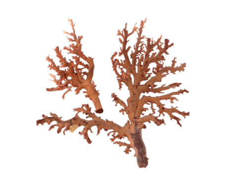 赤珊瑚の本物と偽物の見分け方は？価値が決まるポイントや保管方法も解説