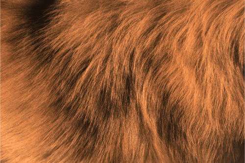 買取市場で人気のフォックスの種類を紹介!