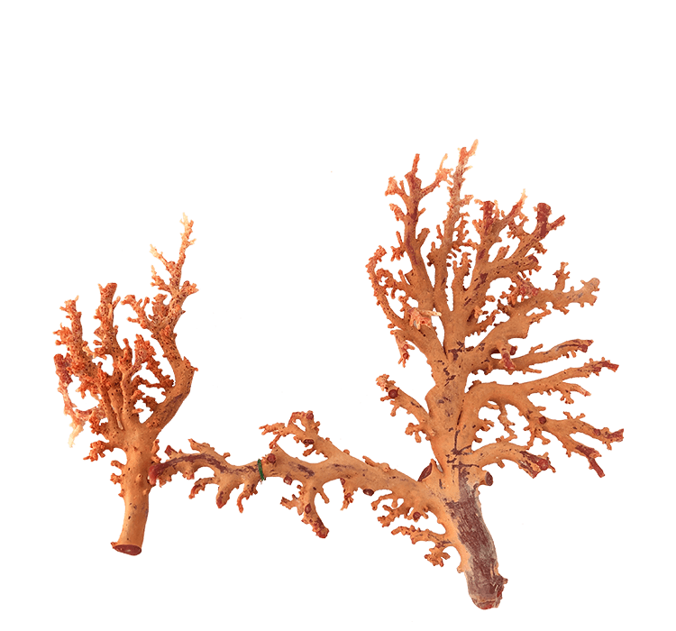 珊瑚買取ならバイセルへ